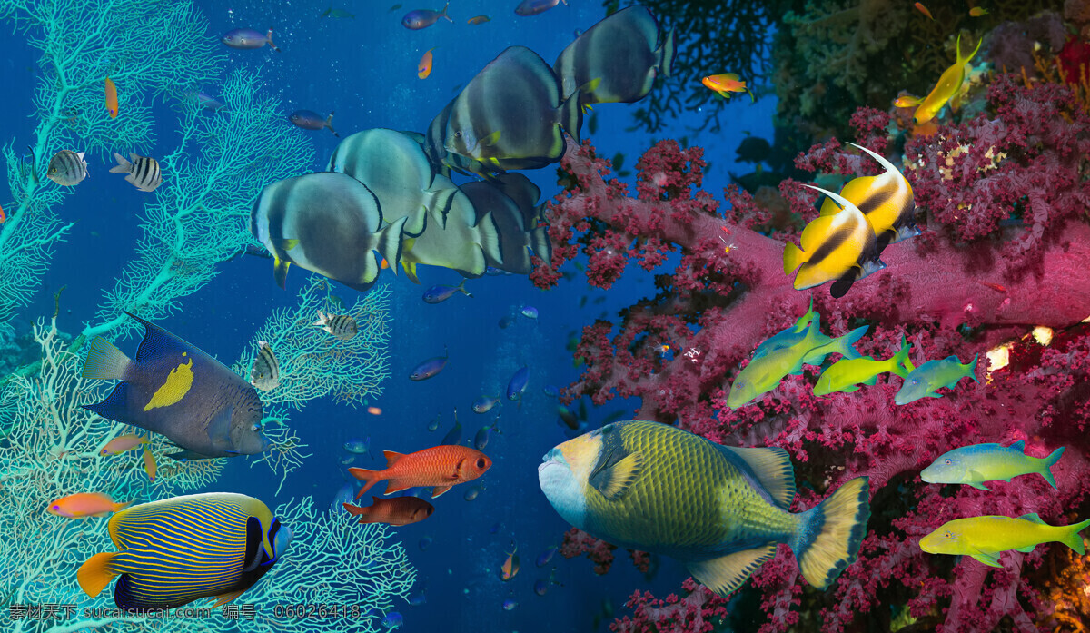 美丽 海底 世界 景观 高清 珊瑚 海鱼 鱼类动物 海底世界 海洋生物 美丽风景 动物图片 青色 天蓝色