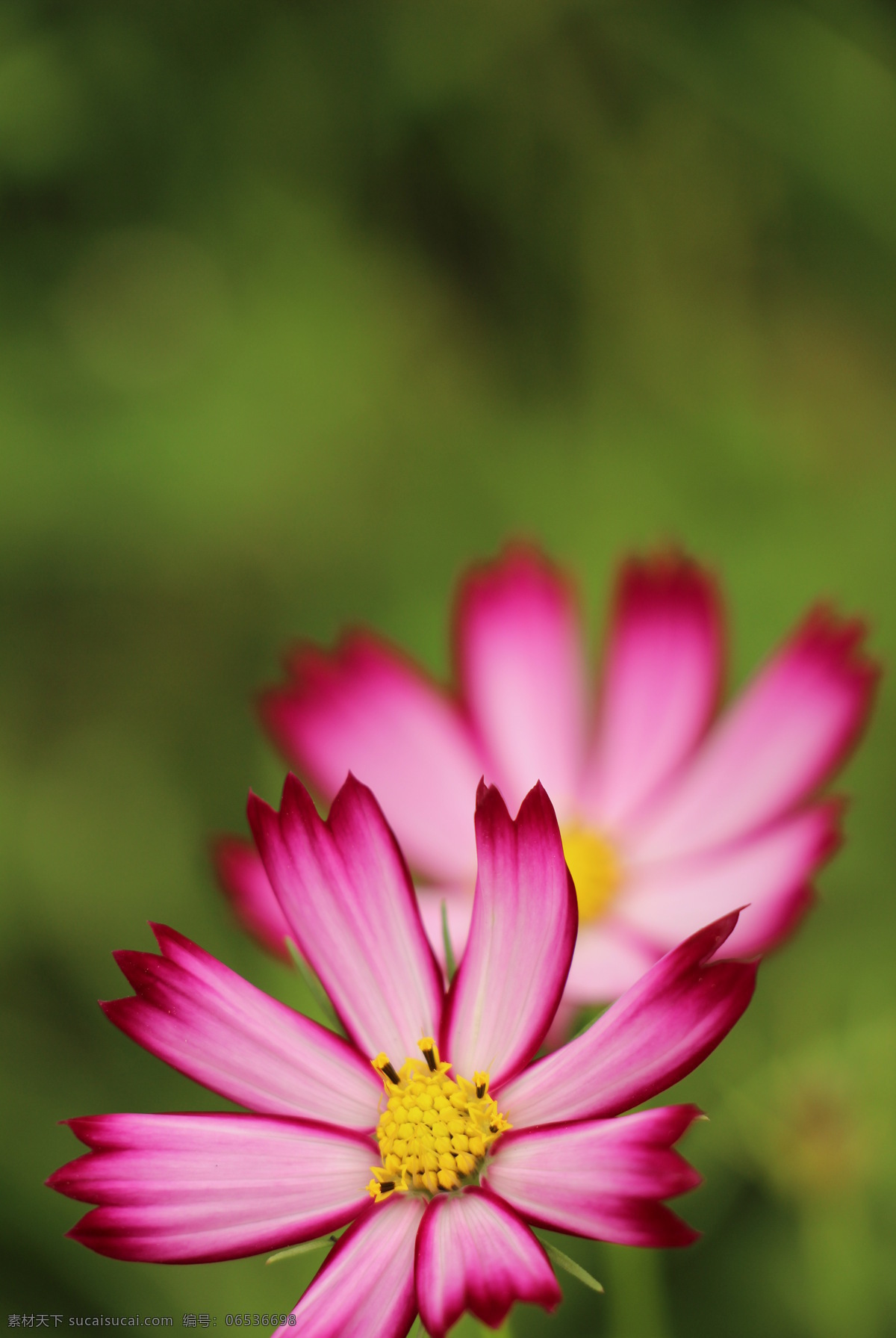 唯美 格桑 花 高清 朦朧 紅色 粉色 純潔