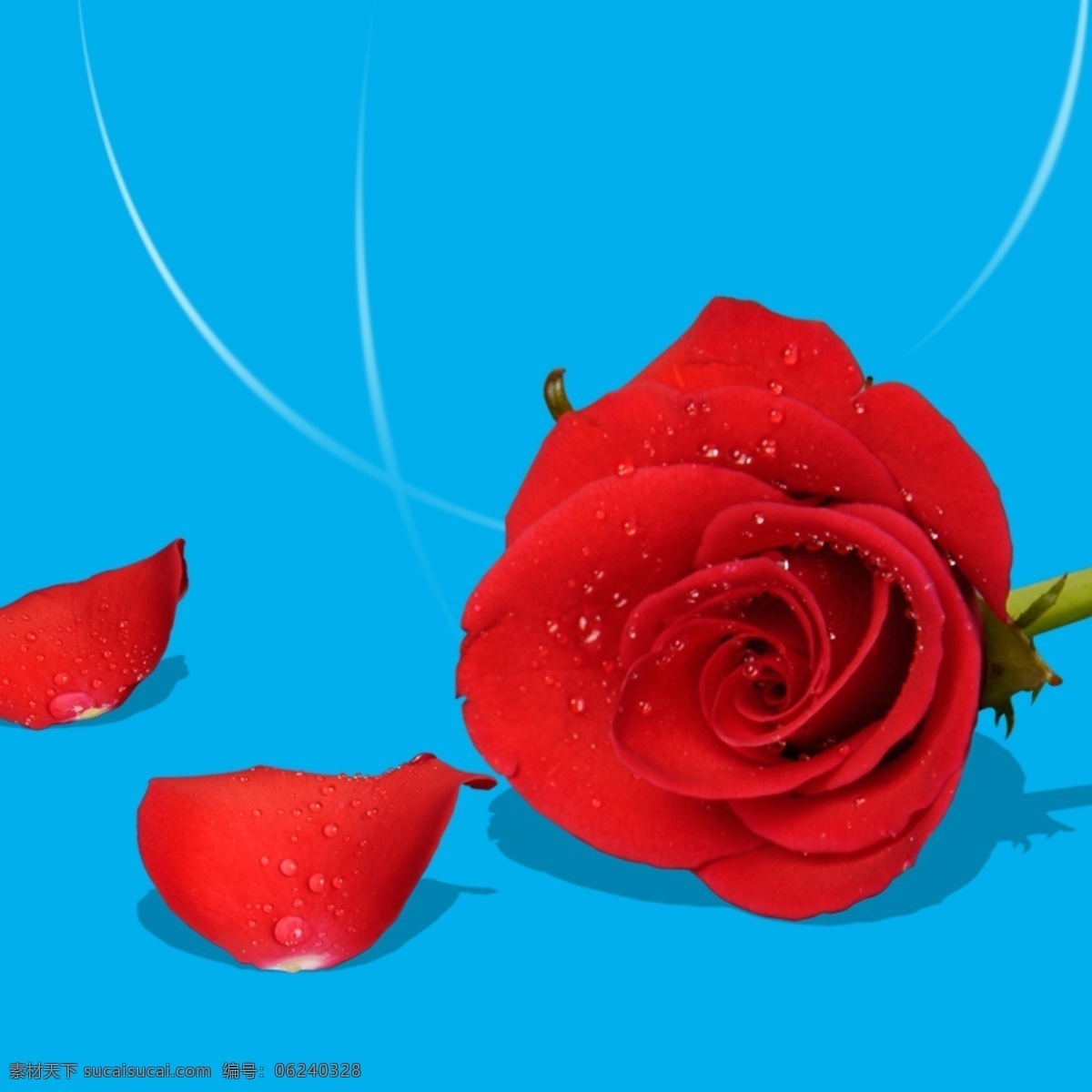 情人节 红色 玫瑰 花朵 花瓣 装饰