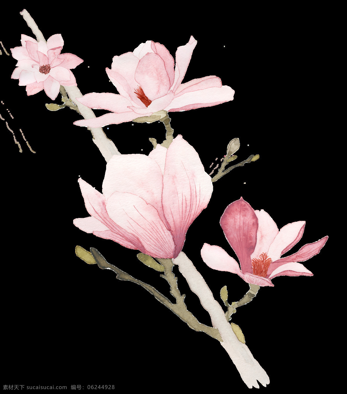 水彩 绘画 玉兰花 图案 花朵 粉色花朵 植物花环 小清新装饰 文化艺术 绘画书法