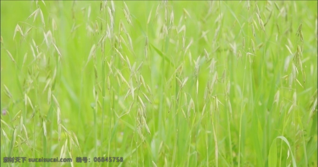 自然藜麥植物 大麥 升格 植物 綠色 自然 戶外 清新 唯美 小麥 夢幻 藜麥 慢動作 多媒體 實拍視頻 自然風(fēng)光 mp4