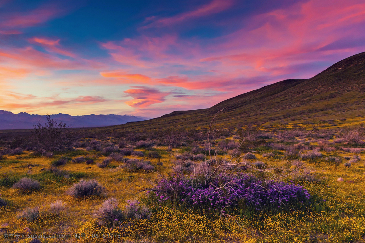 美国 加利福尼亚州 日出 日落 薰衣草 毛茛属 丘 大自然 自然风景 自然景观
