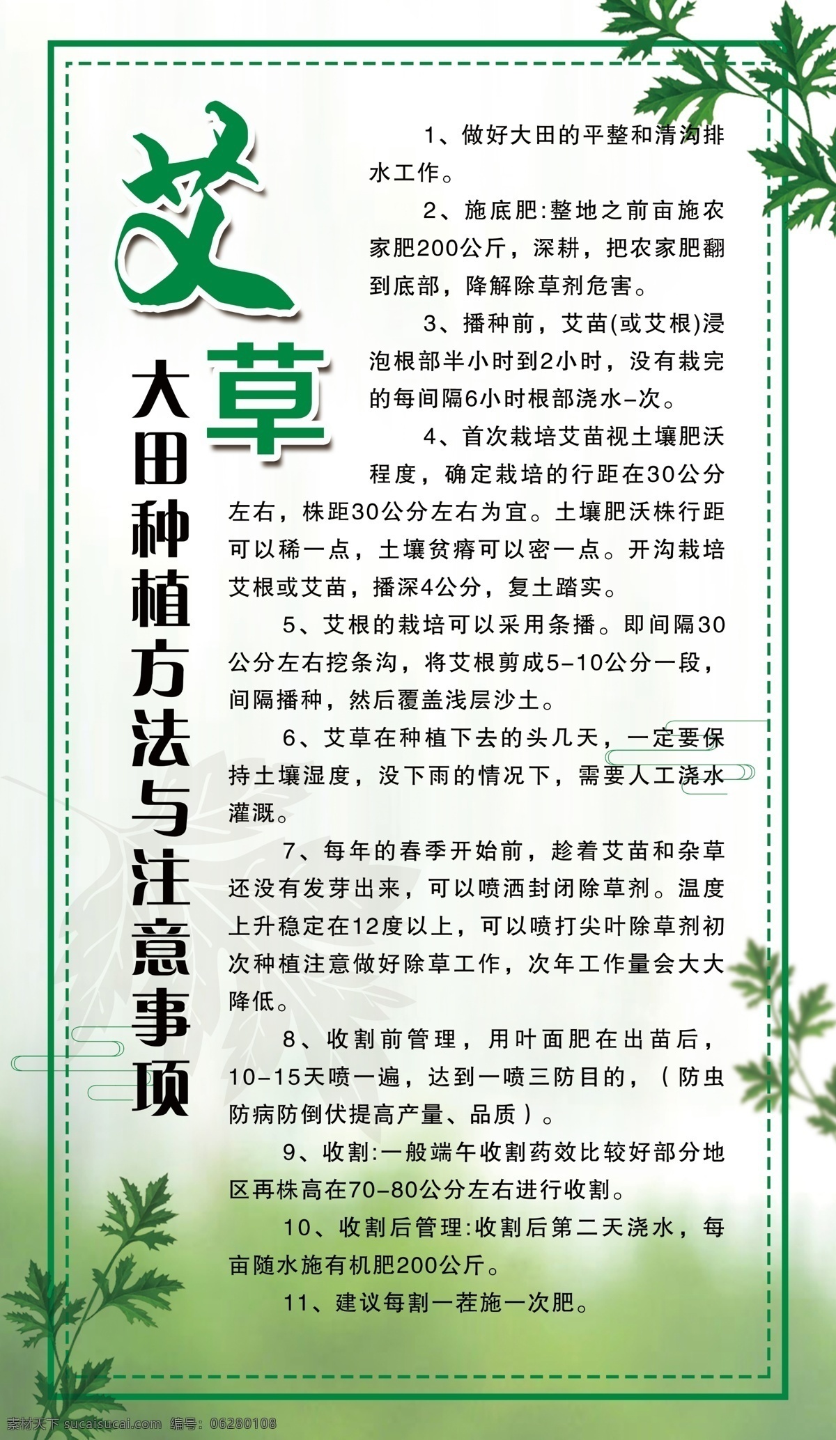 艾草种植图片 艾草 种植 艾 艾叶 绿色