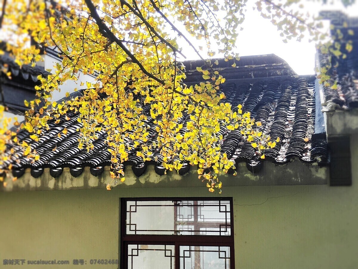 屋顶 缕 阳光 瓦片 房顶 光 太阳 银杏叶 金 黄 色 叶子 房子 窗户 树 树枝 天空 自然景观 自然风景