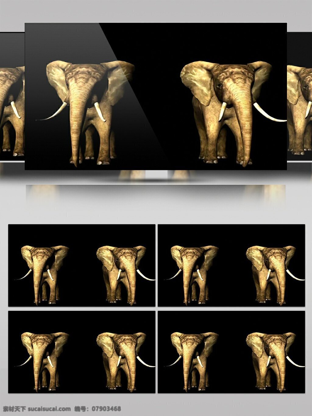 可爱 动物 大象 高清 视频 视频素材 动态视频素材 生命 高清视频素材