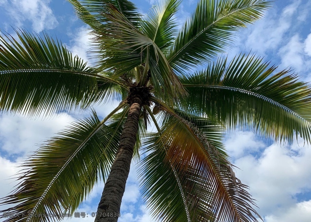 三亚 蔚蓝 天空 美丽 椰树 旅游摄影 自然风景