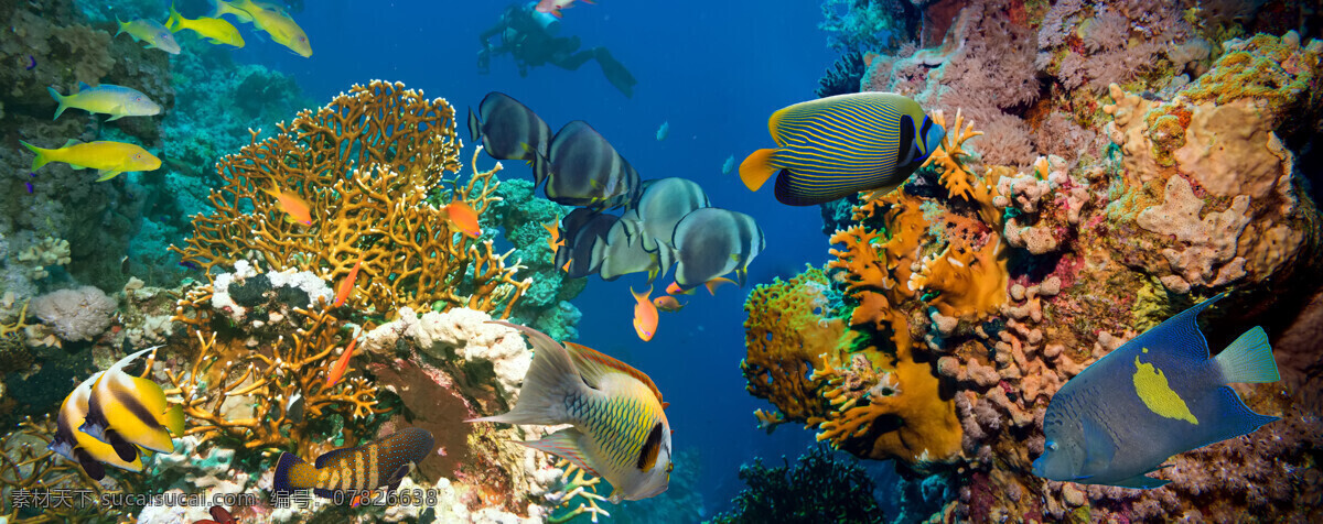 海底魚類動物 海底世界 海水 海洋生物 魚類動物 海魚 深海 海洋海邊 自然景觀 黑色
