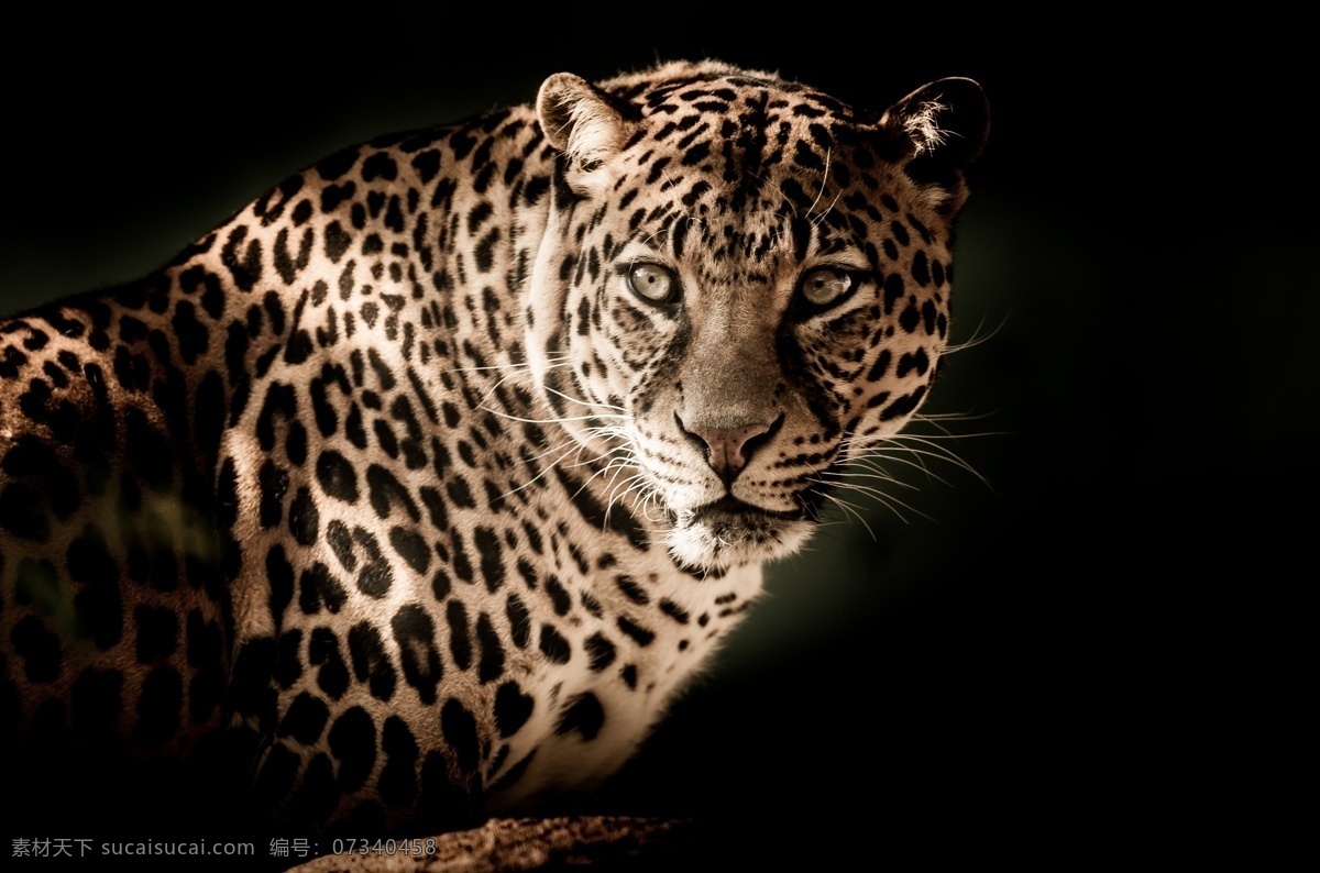 豹子 野生动物 豹纹 光线 猎手 捕猎 伏击 生物世界