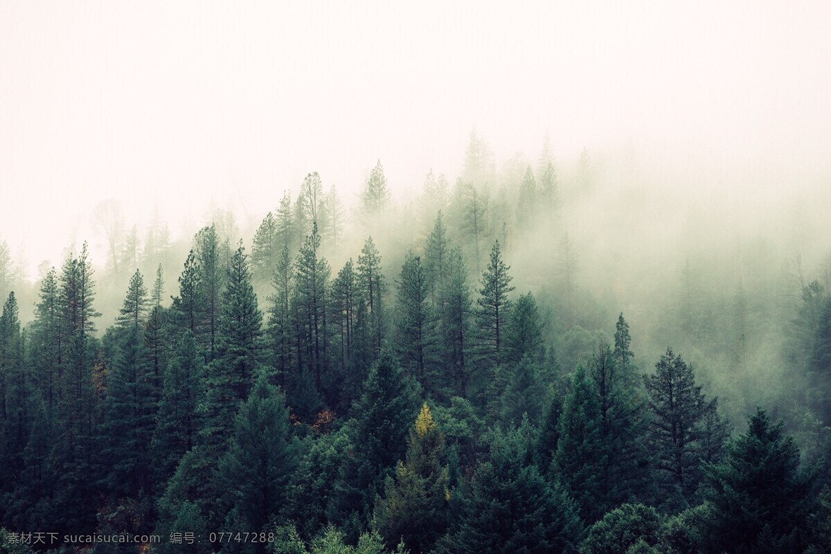 森林云雾 原始 森林 树林 大树 迷雾 雾气 梦幻 奇幻 丛林 绿色 云雾 高原 乔木 植被 树木 大山 山脉 山峦 山 高山 连绵不绝 连绵起伏 雾 大雾 弥漫 朦胧 大气 壮观 壮丽 唯美 原始森林 自然景观 自然风景