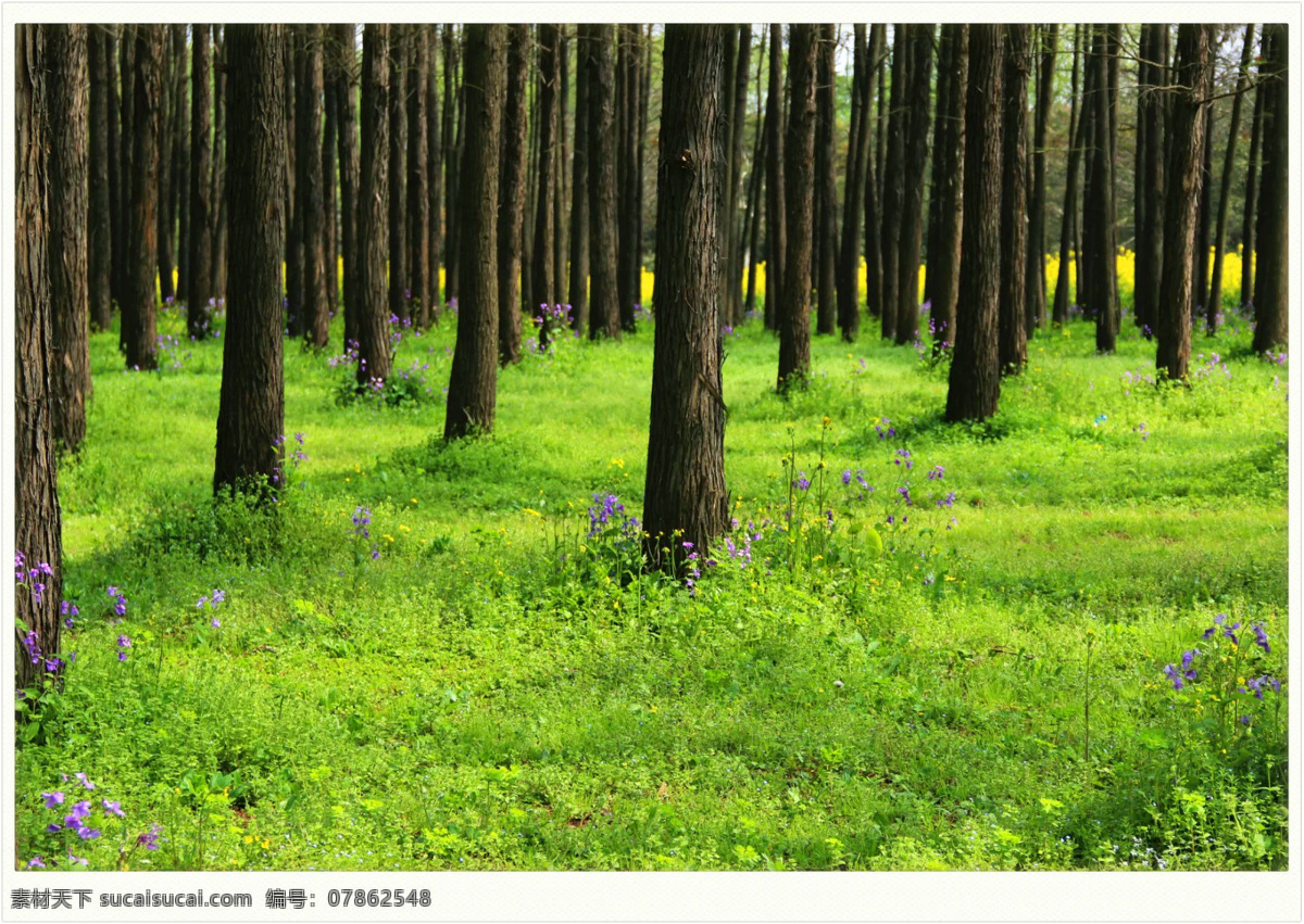 上海 共青 森林公园 森林 公园 草地 自然景观 自然风景