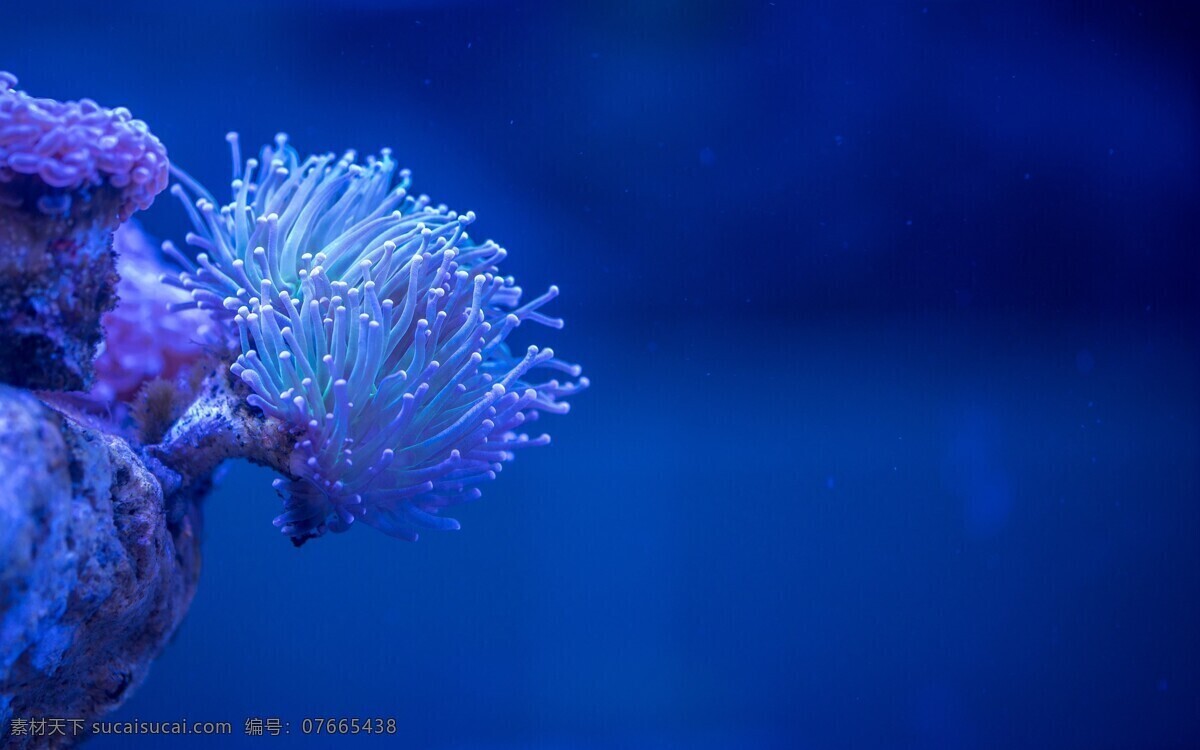 海底 海葵 生物 海水 背景 生物世界 海洋生物