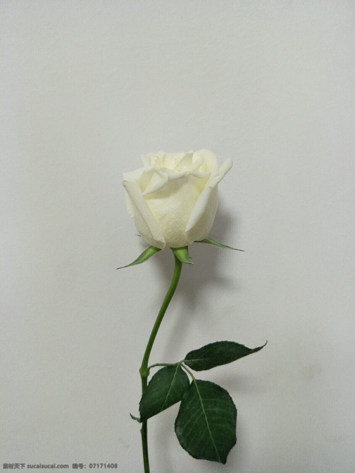 白玫瑰 玫瑰花 花朵 花束 美麗 鮮花 高清大圖 生物世界 花草