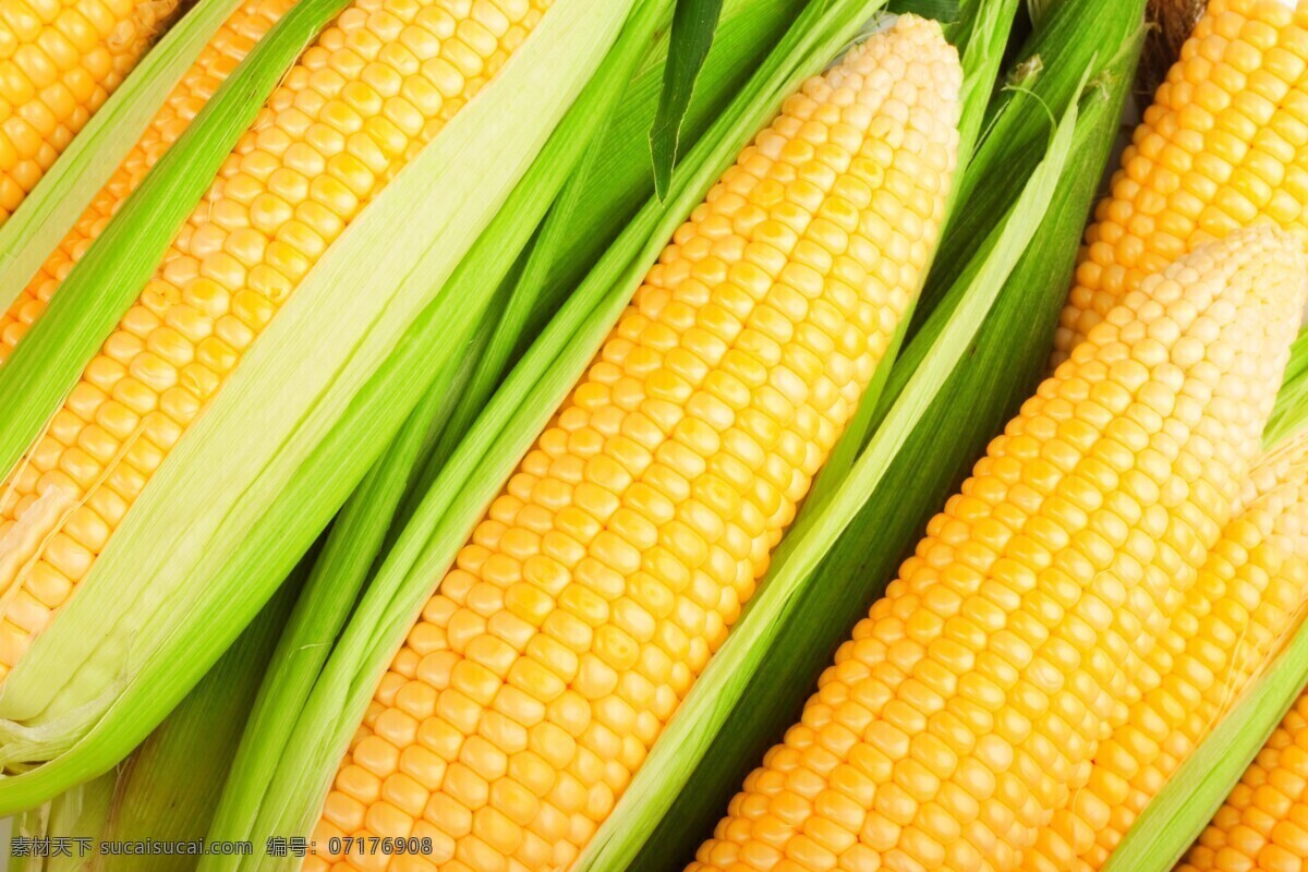 玉米 玉米棒 甜玉米 包谷 苞米 棒子 玉米棒子 食物原料 五谷雜糧 餐飲美食