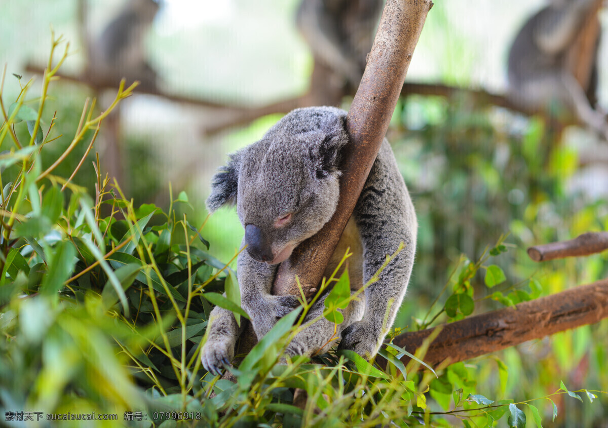 考拉 樹袋熊 澳大利亞國寶 koala 睡著的考拉 樹干 澳洲野生動物 生物世界 野生動物