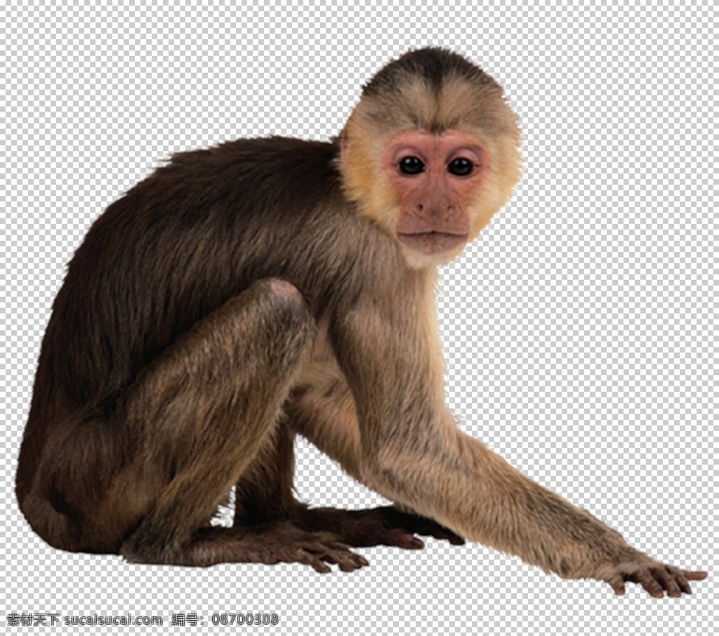 猴子图片 猴子 狒狒 猩猩 猴 猿猴 长臂猿 猕猴 野猴 小猴子 金丝猴 大猩猩 png图 透明图 免扣图 透明背景 透明底 抠图 生物世界 野生动物