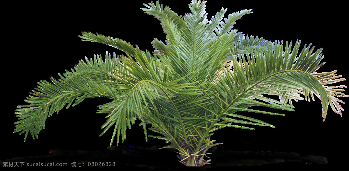 生長(zhǎng) 旺盛 綠植 產(chǎn)品 實(shí)物 植物 產(chǎn)品實(shí)物 熱帶植物 海南