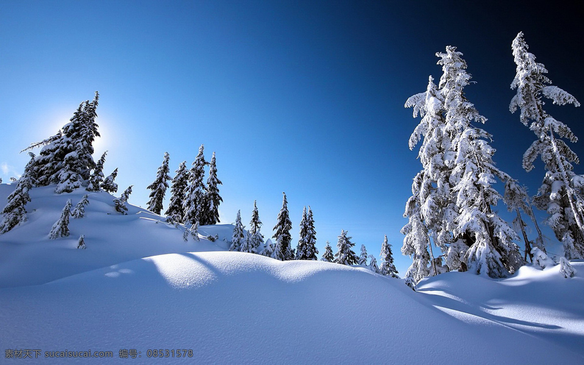 冬天 雪地 美景 白色 暖阳 松树 旅游摄影