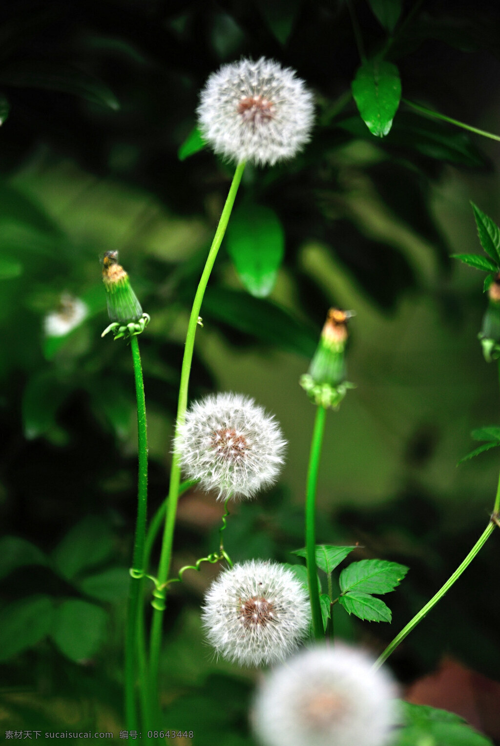蒲公英 草本植物 發(fā)芽 草本 開花 綠植 植物 共享攝影作品 生物世界 花草