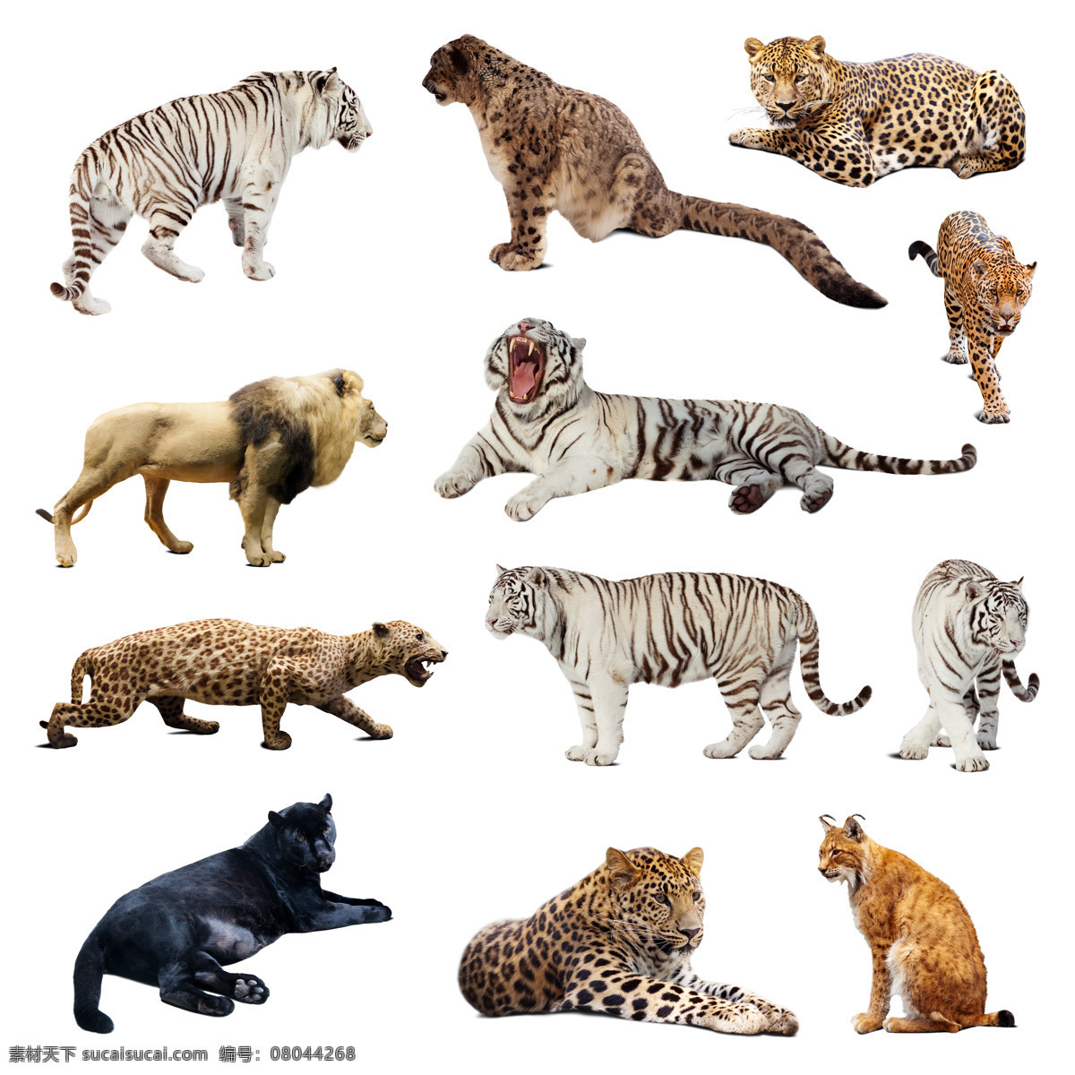 老虎 豹子 狮子 美洲狮 猫科动物 动物摄影 动物世界 陆地动物 生物世界 白色