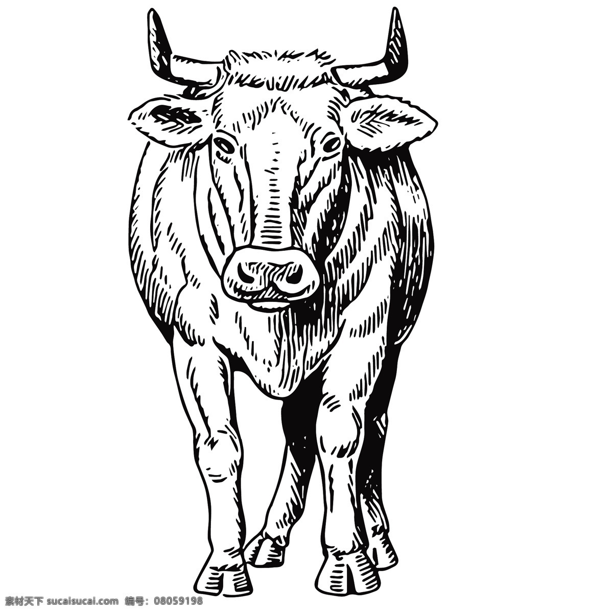 家禽 动物 线 稿 绘画 图案 马 狗 羊 牛 猪 野生动物 素描 创意 插画 图谱 生物 科学研究