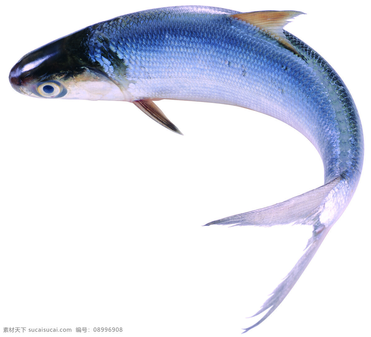 草魚 生物世界 魚類 攝影圖庫(kù)