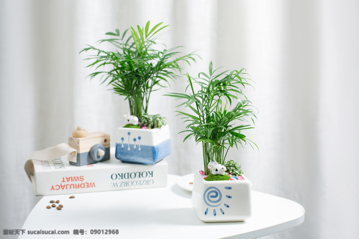 綠色 創(chuàng)意 小 盆栽 道具相機 道具書 咖啡豆 背景窗簾 生物世界 花草