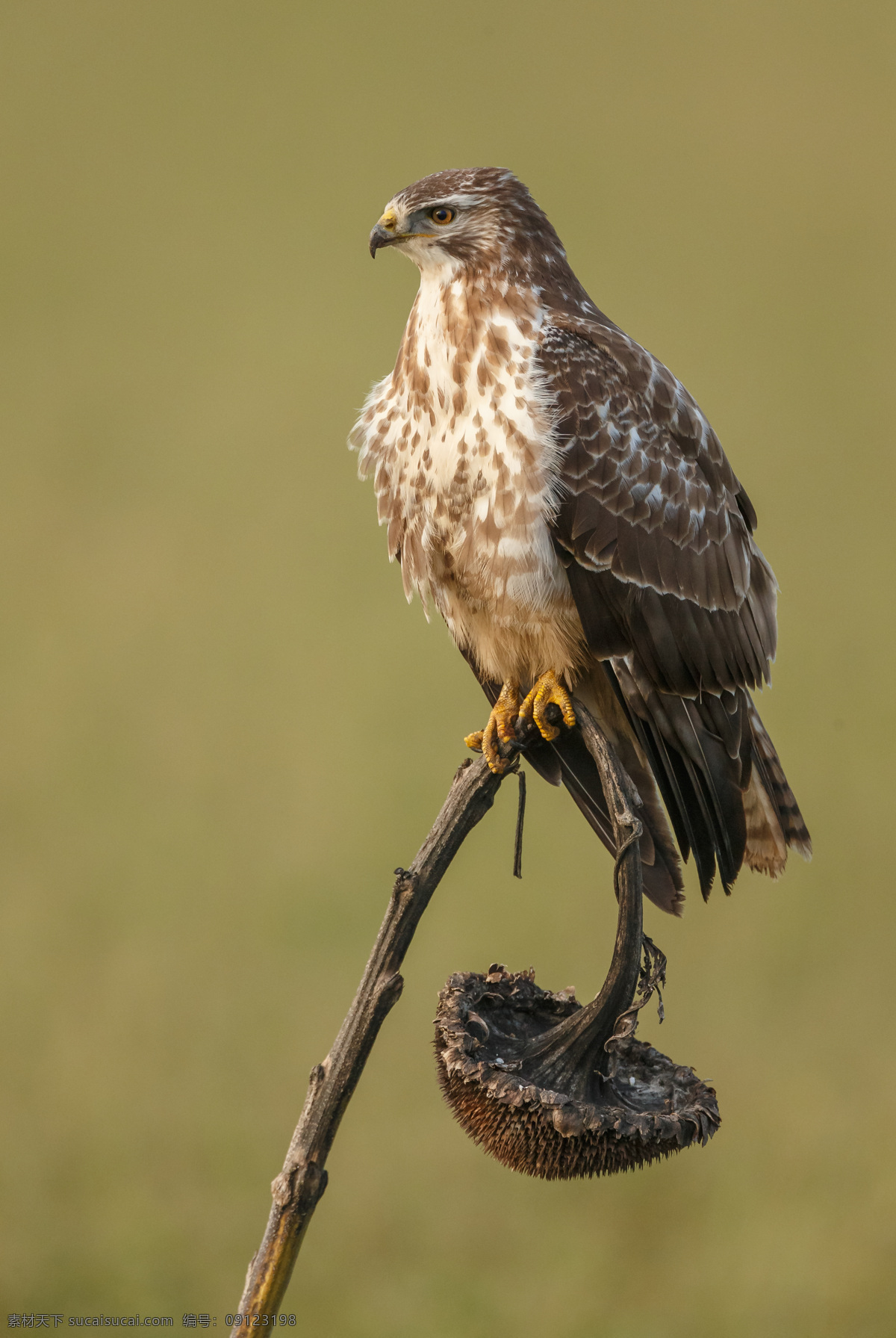 只 猎鹰 摄影图片 一只 飞禽 休息中的鹰 生物世界 鸟类