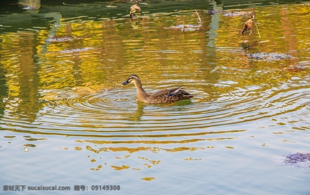 水中鸭子图片 游泳的小鸭子 水中游泳鸭子 鸭子在游泳 河中的黄鸭子 开心的小鸭子 生物世界 家禽家畜