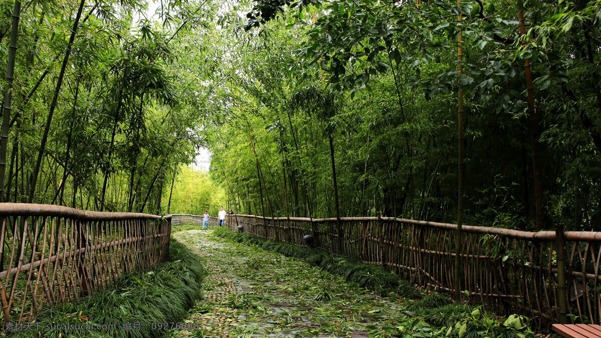 竹林深处 竹林 小径 小路 深处 励志 幽深 绿色 生物世界 树木树叶