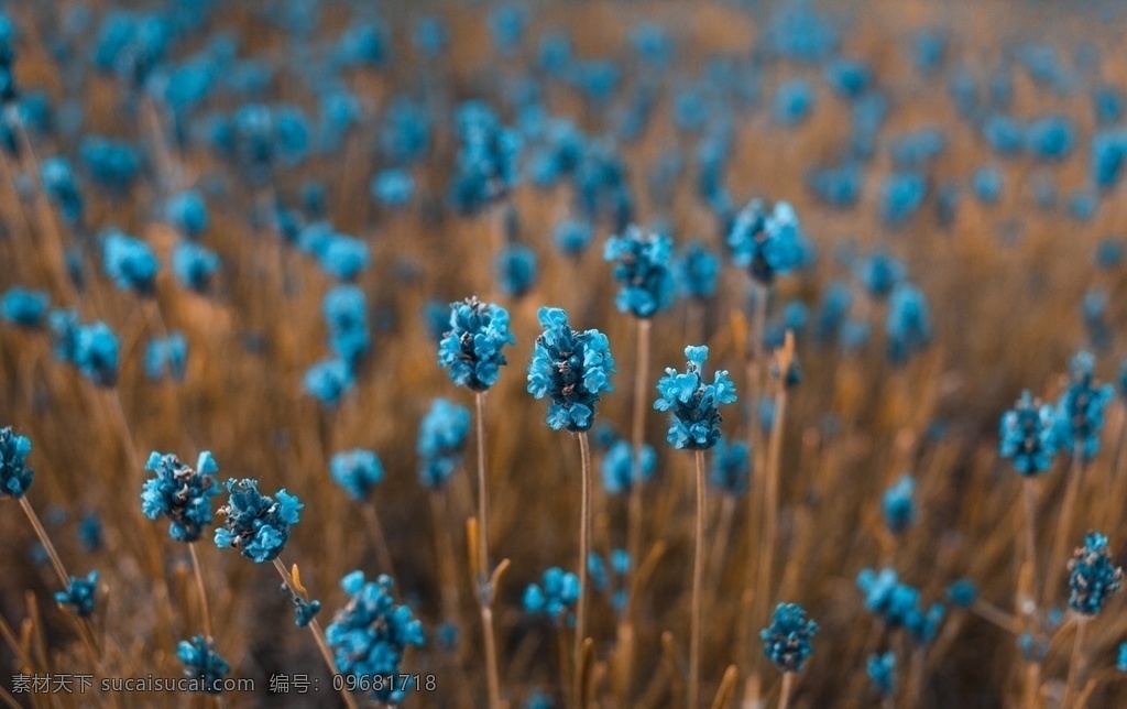 藍色花叢 藍色 花卉 花 花朵 盛開 開花 花開 花叢 生物世界 花草