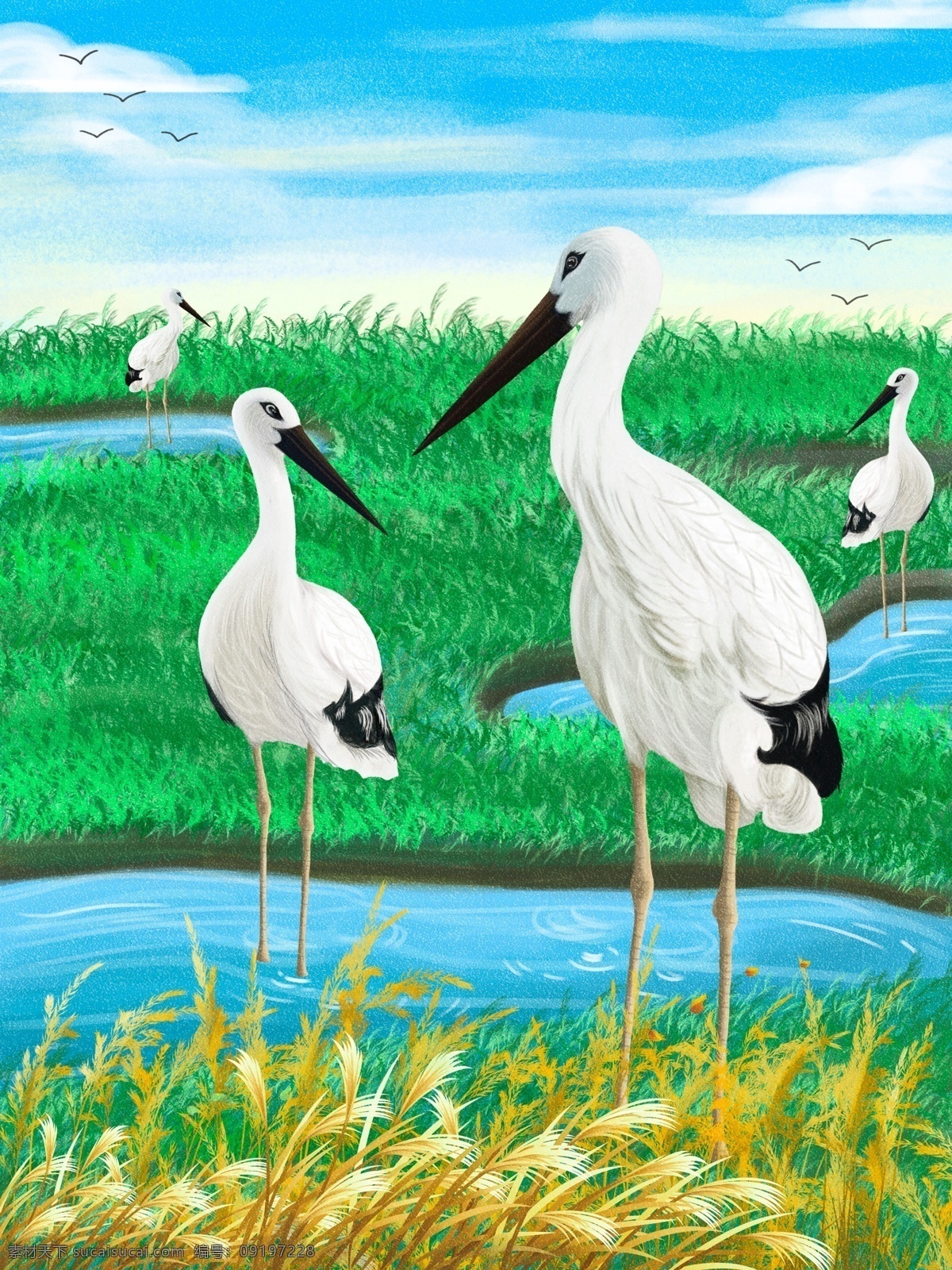 世界 湿地 日 保护 大自然 鸟类 插画 草地 鸟 植物 环保 湿地日 仙鹤 手绘 绿地 植被 禽鸟