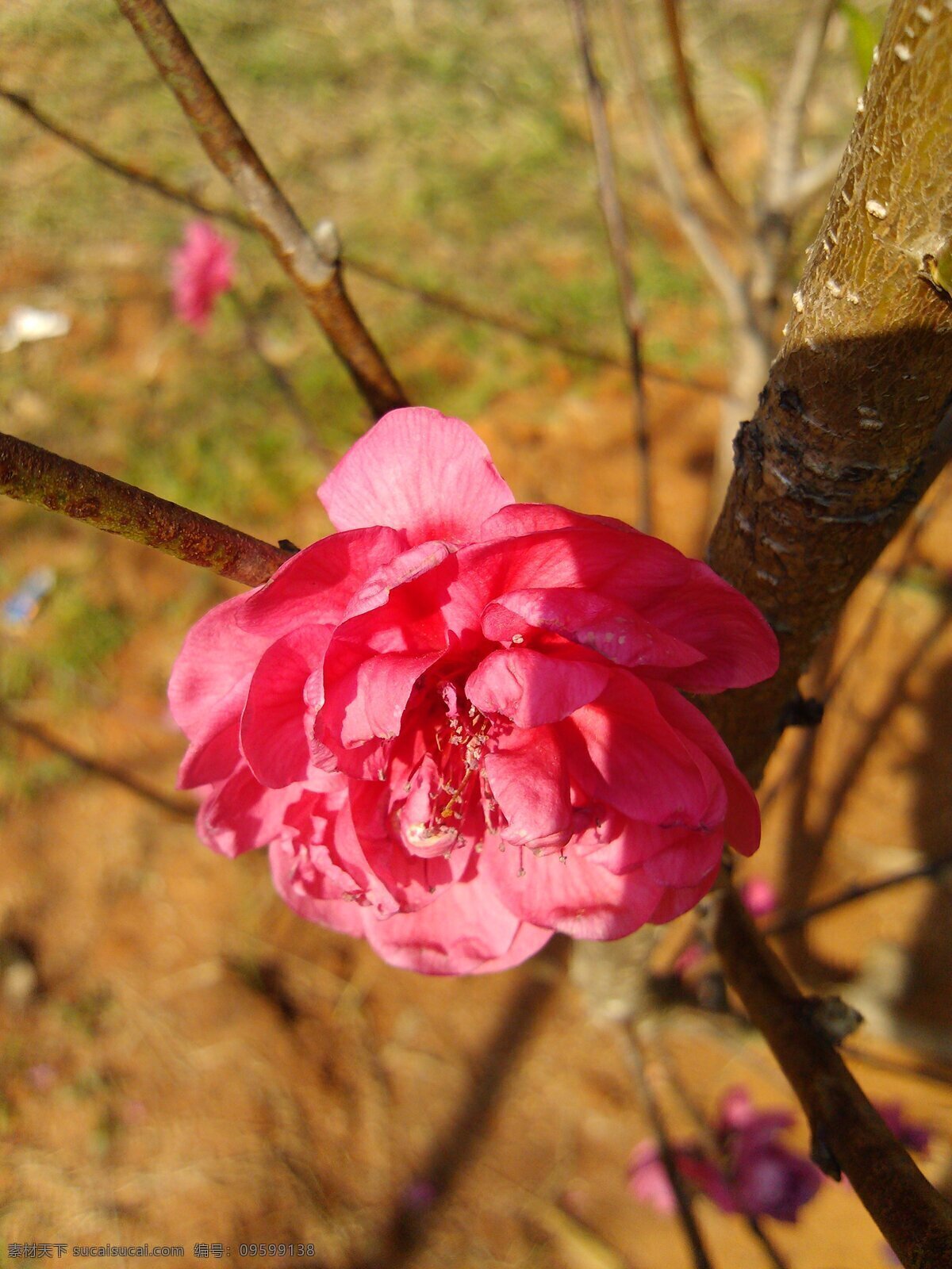 桃花 春天 花瓣 粉紅 燦爛 花蕊 樹枝 棕色