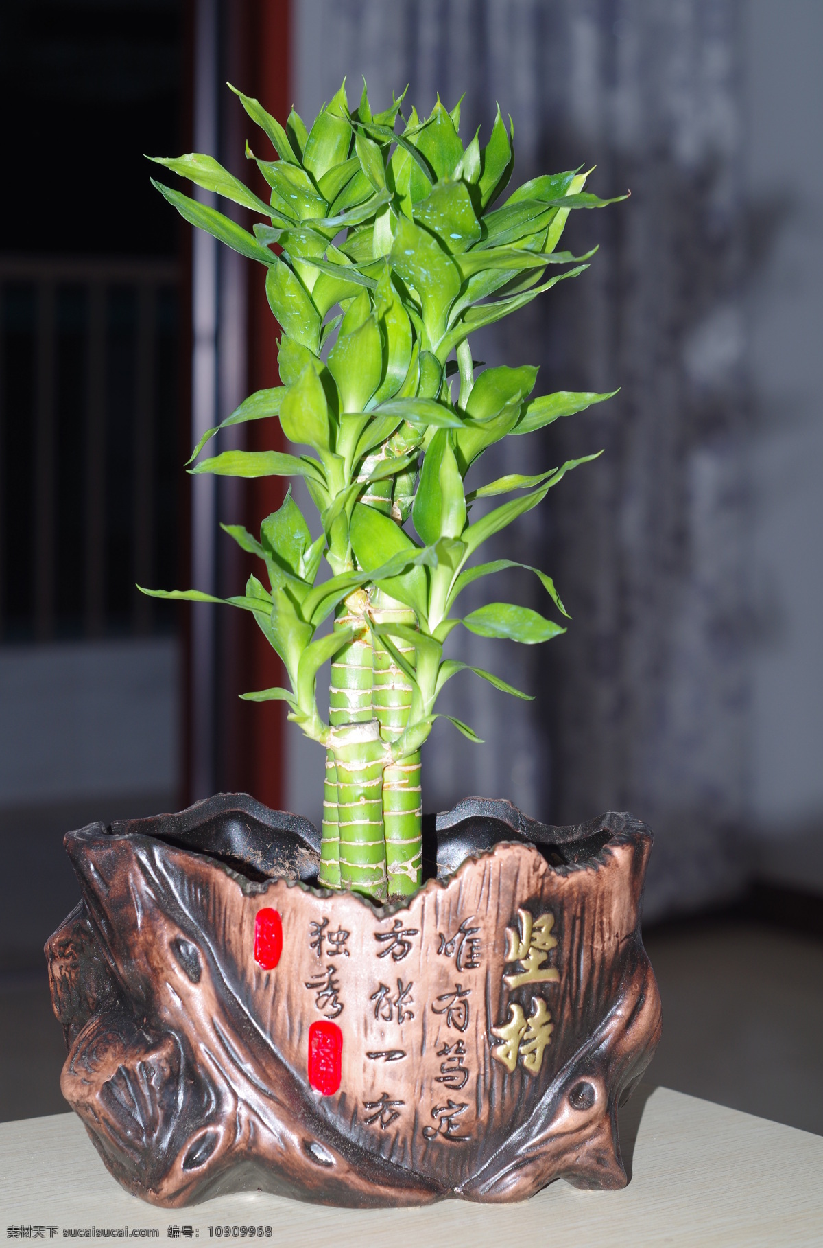 發(fā)財(cái)樹(shù) 節(jié)節(jié)高 盆景 富貴竹 步步高升 花草 生物世界