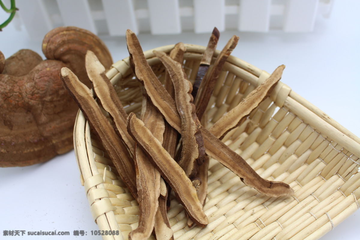 靈芝圖片 靈芝 靈芝素材 靈芝圖 靈芝特寫 靈芝照片 生活百科 生活素材