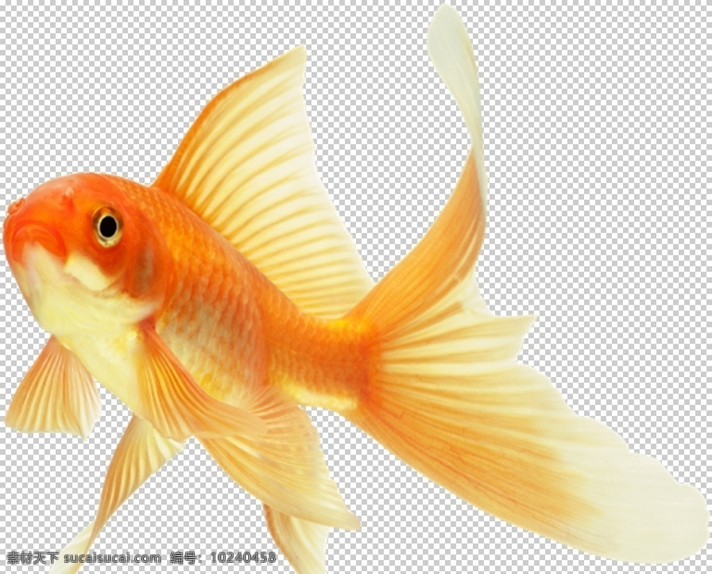 金鱼图片 金鱼 小金鱼 鱼 小鱼 观赏鱼 png图 透明图 免扣图 透明背景 透明底 抠图 生物世界 鱼类