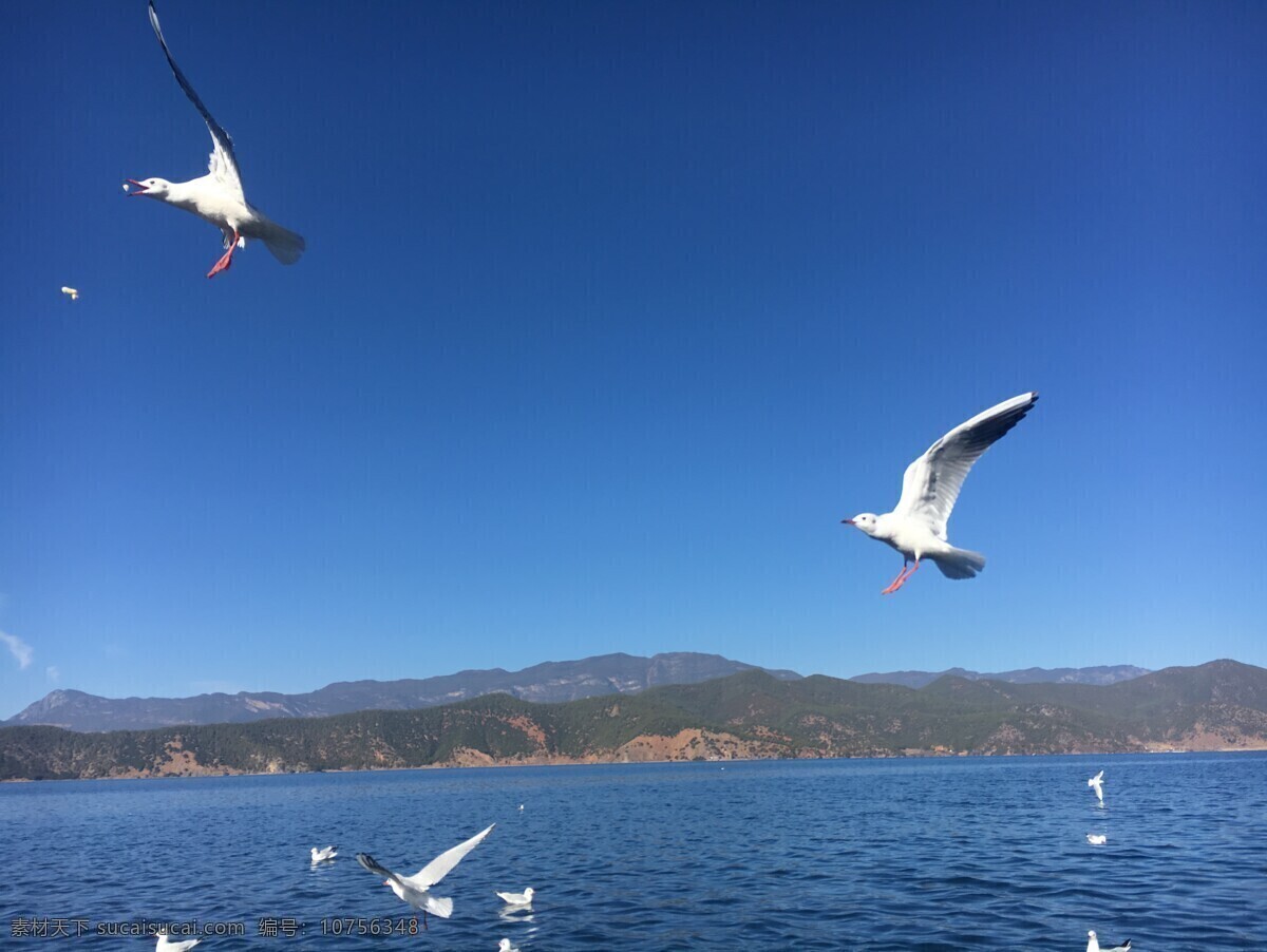 海鸥图片 泸沽湖 丽江 旅游 湖 风景 海鸥 旅游摄影 国内旅游