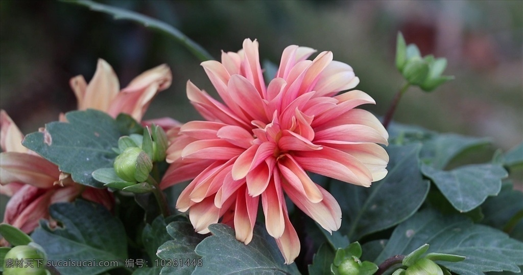 花朵 各類花 花實拍 植物 花朵高清 多媒體 實拍視頻 動物植物 mp4
