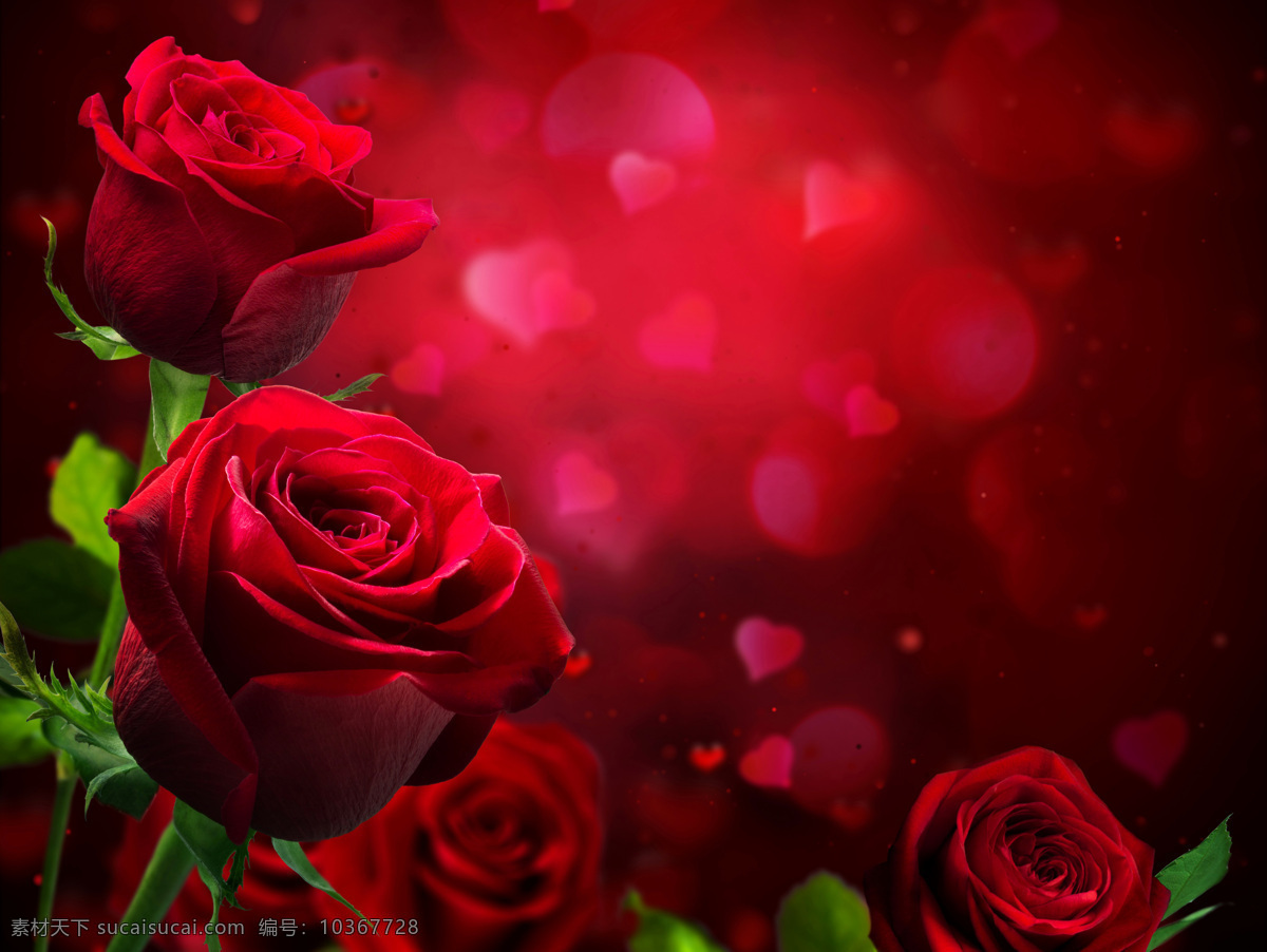 红色 玫瑰花 鲜花 写真