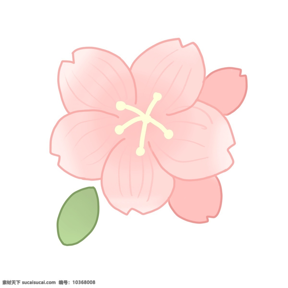 一大 朵 粉色 櫻花 一大朵櫻花 粉色的櫻花 春季 日本櫻花 觀賞花卉 花瓣 盛開的櫻花 綠色的葉子