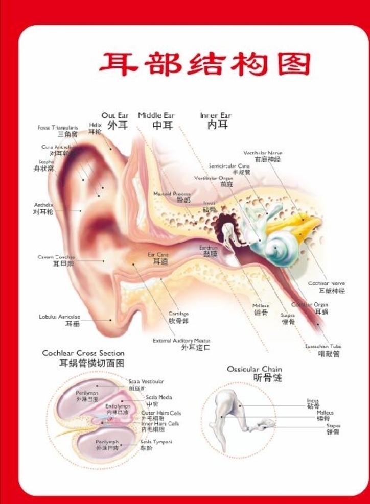 耳部 結構圖 耳 耳部結構 耳部細節(jié) 耳朵內部結構 耳朵里面圖