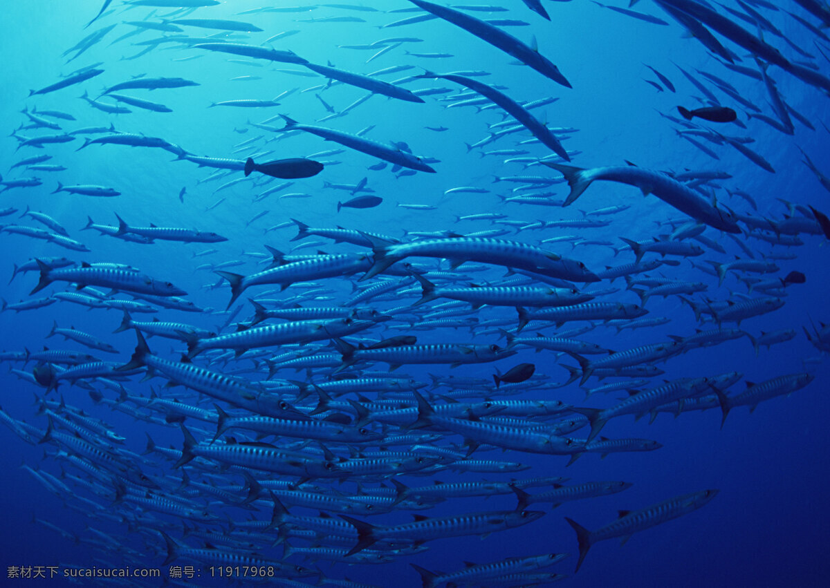 海底 鱼群 海底的鱼群 海底世界 热带鱼 深邃的大海 大洋深处 大洋 大海 群鱼 水下世界 游弋的鱼群 生物世界 鱼类