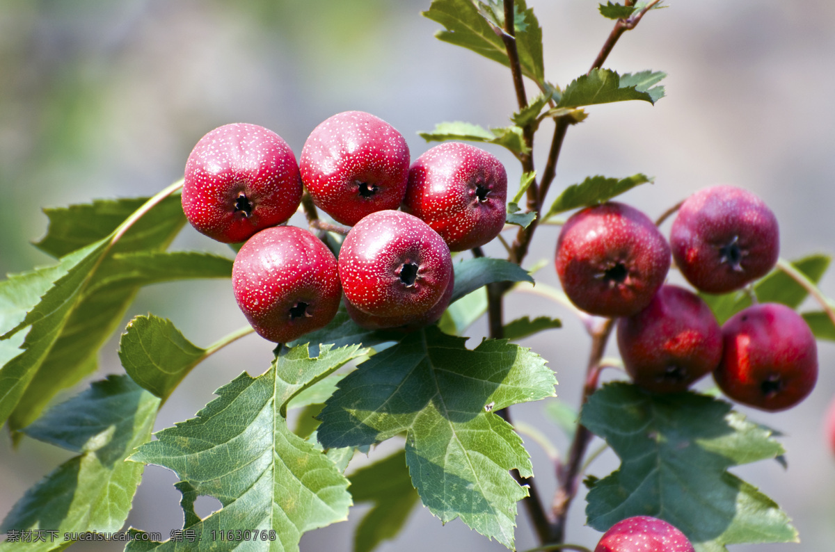 山楂树枝图片 红果 山楂 草本 健康 绿色 莓果 美容 食材 水果 美食 中药材 叶子 生物世界