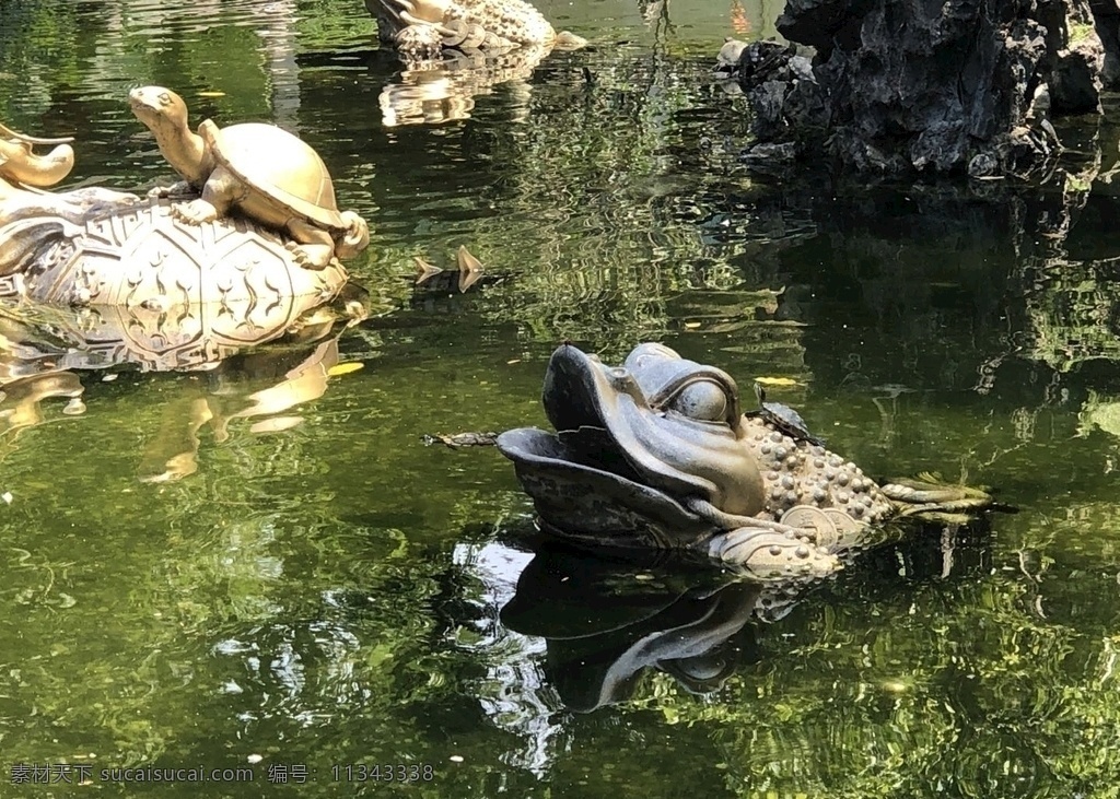 許愿 池 金 蟾 金蟾 許愿池 池里的金蟾 許愿龜 金龜 建筑園林 園林建筑