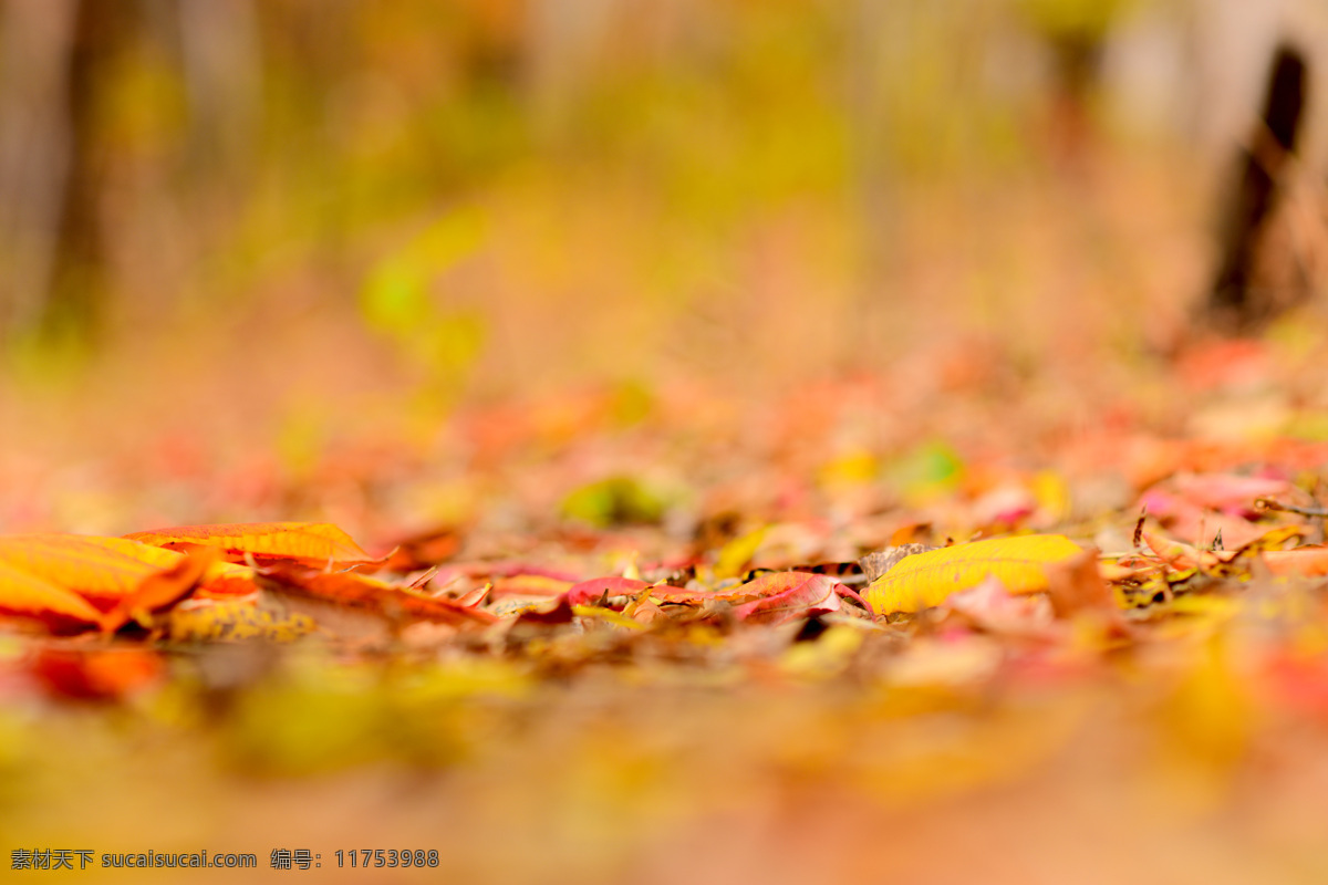 秋意盎然 秋色 落叶 马路 街道 金黄色 长春的秋天 自然景观 田园风光