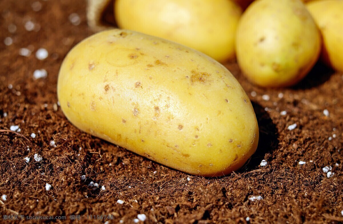 土豆 蔬菜 生物 收獲