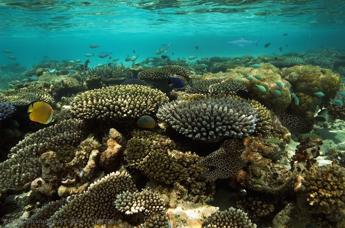 高清 美丽 海底 珊瑚 世界 礁石 礁岩 鱼类 生物 海水 海底世界 海上风光 风景 藻类 高清大图 高清图片 大海图片 风景图片