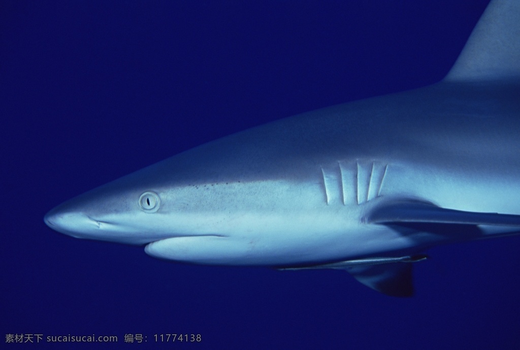 海底 鲨鱼 大白鲨 海底的鲨鱼 海底的鱼群 鱼群 海底世界 热带鱼 深邃的大海 大洋深处 大洋 大海 群鱼 水下世界 游弋的鱼群 生物世界 鱼类