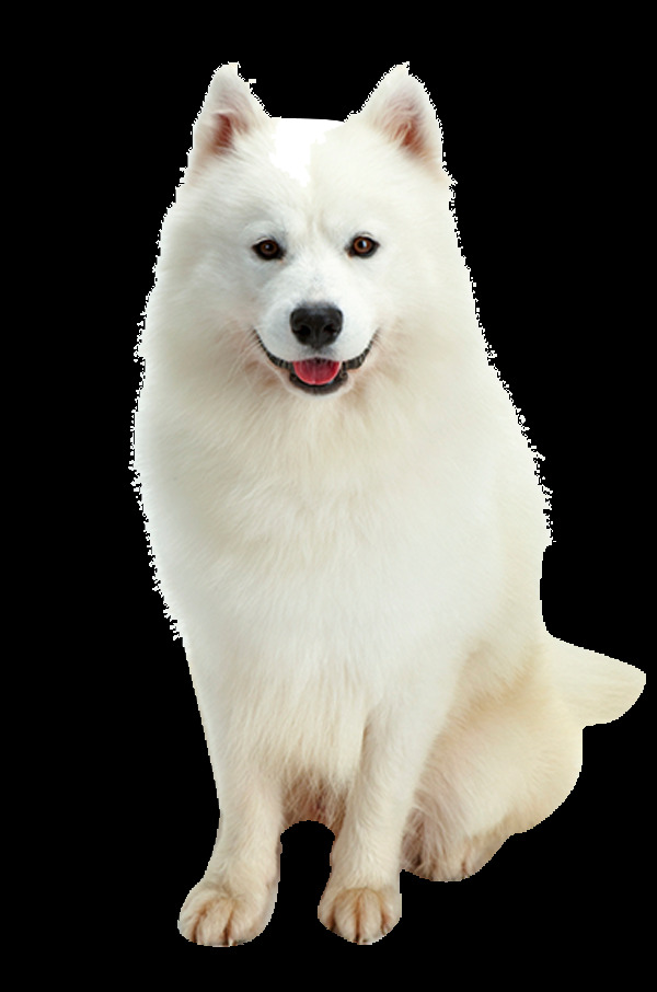 可爱 白色 萨摩 耶 微笑 天使 产品 实物 白色小狗 产品实物 宠物狗 萨摩耶 生肖狗 微笑天使
