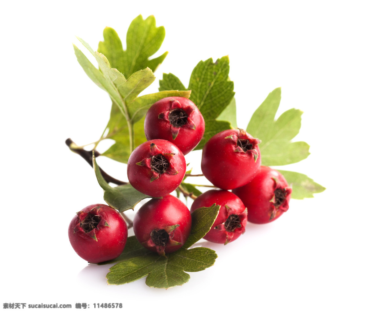 山楂枝叶图片 红果 山楂 草本 健康 绿色 莓果 美容 食材 水果 美食 中药材 叶子 生物世界