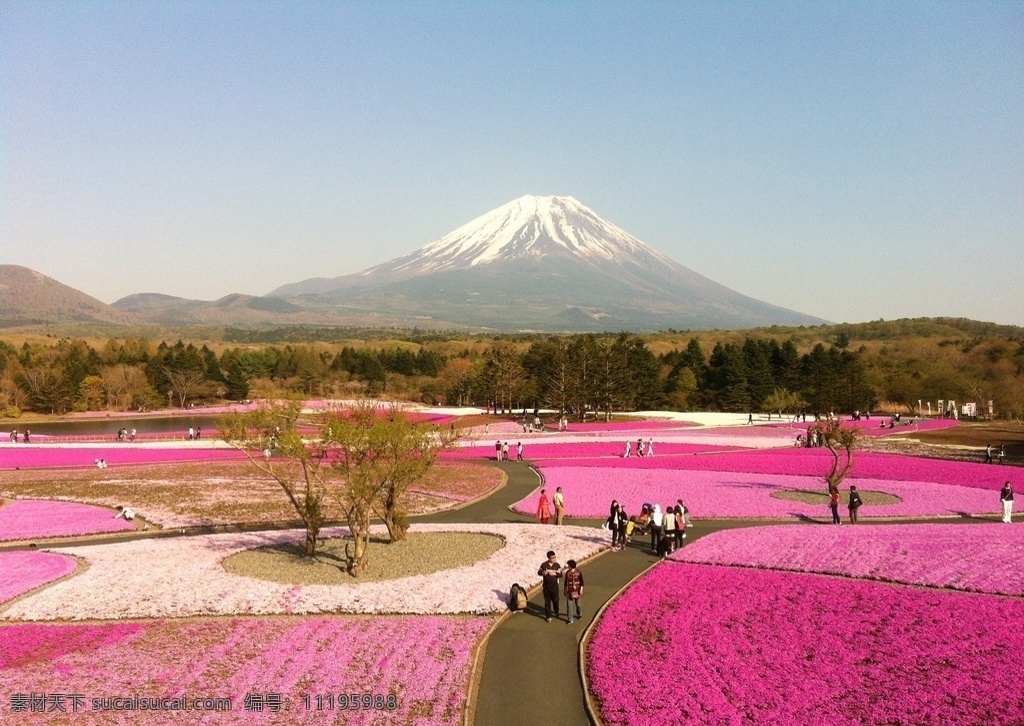 富士山图片 富士山 日本 日本富士山 富士山全貌 日本风情 樱花 雪山 山 山峰 山峦 山脉 湖面 湖 国外美丽风光 旅游摄影 国外旅游